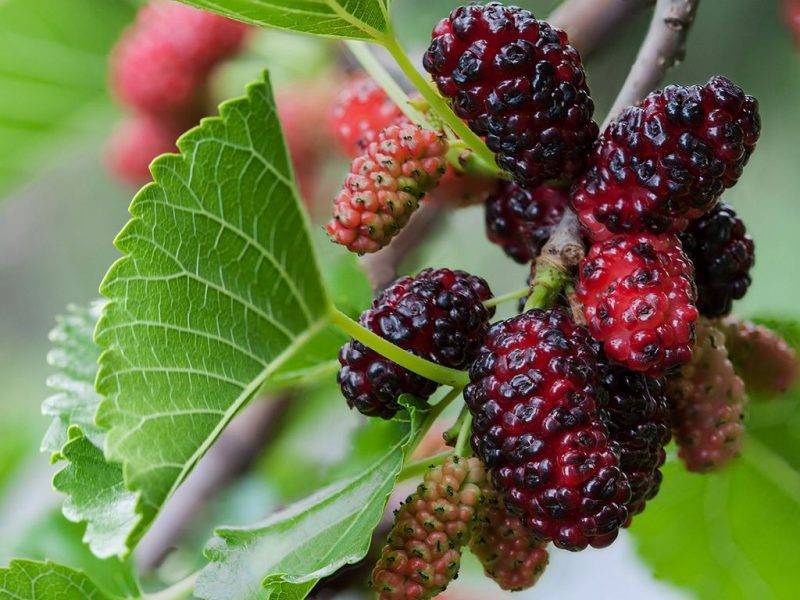 Шелковица купить саженцы из питомнике в Астрахани