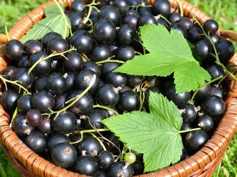 Смородина купить саженцы из питомника в Астрахани