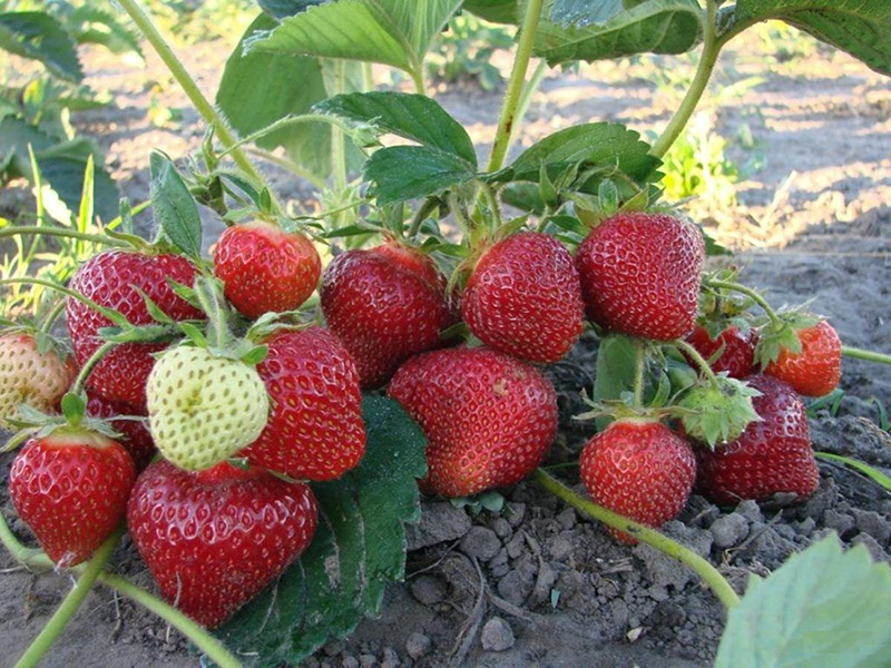 Клубника купить саженцы из питомника в Астрахани