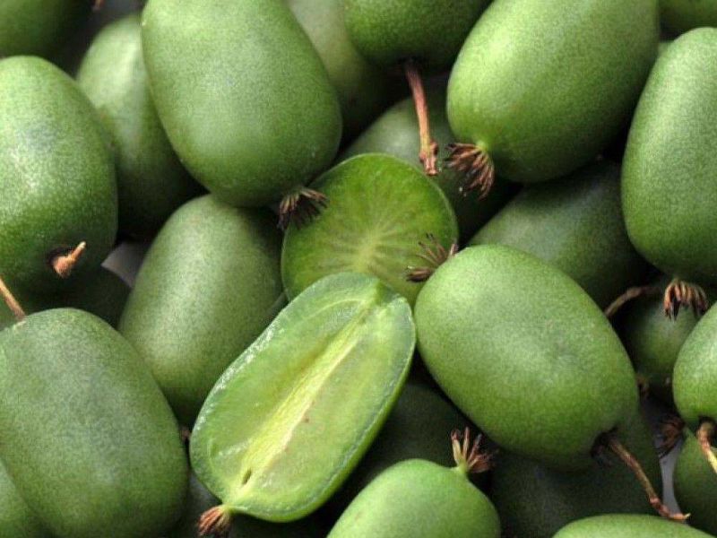 Актинидия купить саженцы из питомнике в Астрахани
