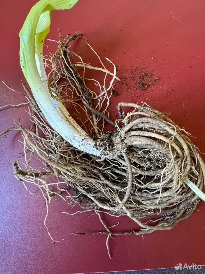 Хоста "КАНАДИАН БЛЮ