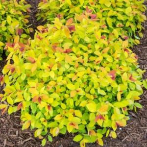 Спирея "МЕРЛО ГОЛД" (стакан Р9)