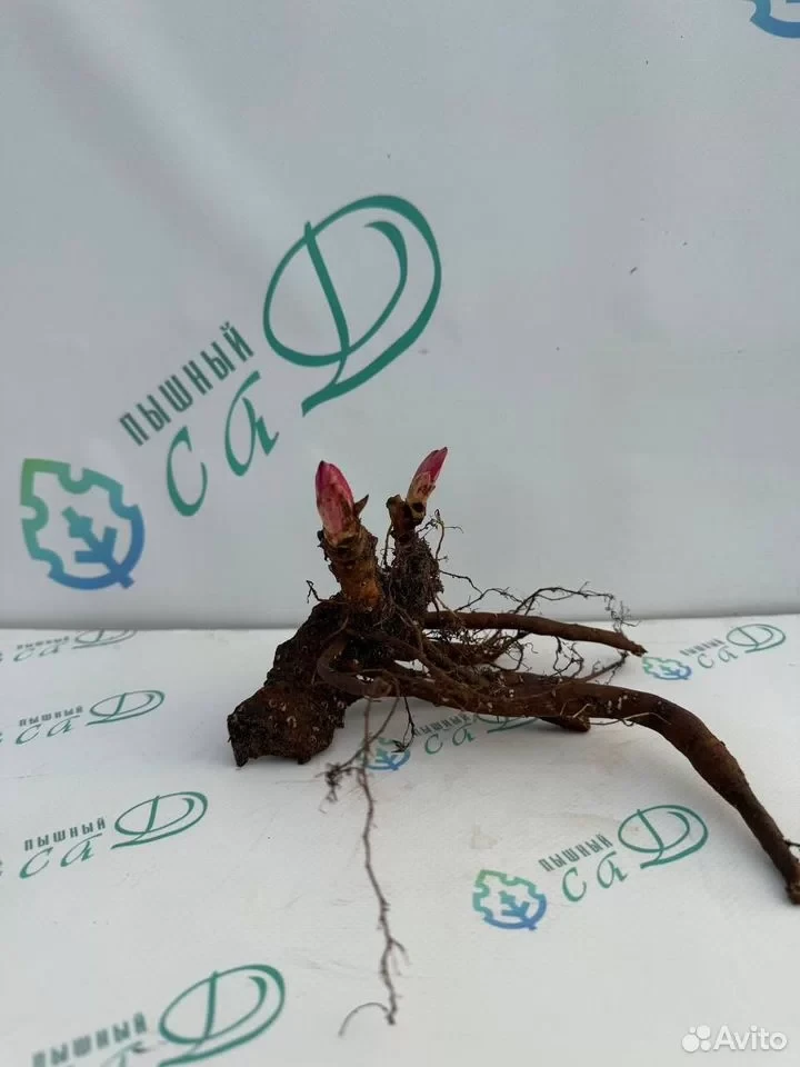 Пион "КОРАЛ БИЧ"