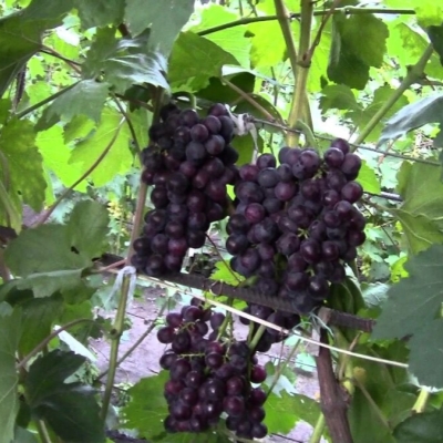 Виноград "РОШФОР"
